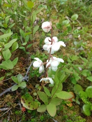 Pyrola grandiflora
