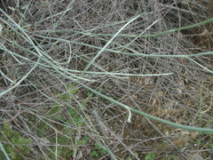 Lepidospartum squamatum