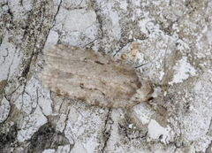 Agonopterix curvilineella