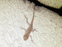 Mediodactylus russowii