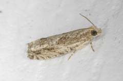 Gretchena delicatana