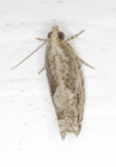 Gretchena delicatana