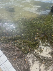 Syringodium filiforme