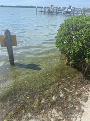 Syringodium filiforme