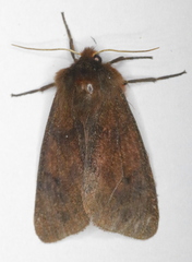 Phragmatobia assimilans