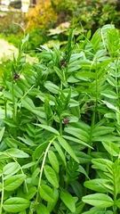 Vicia sepium