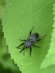 Sphenophorus zeae