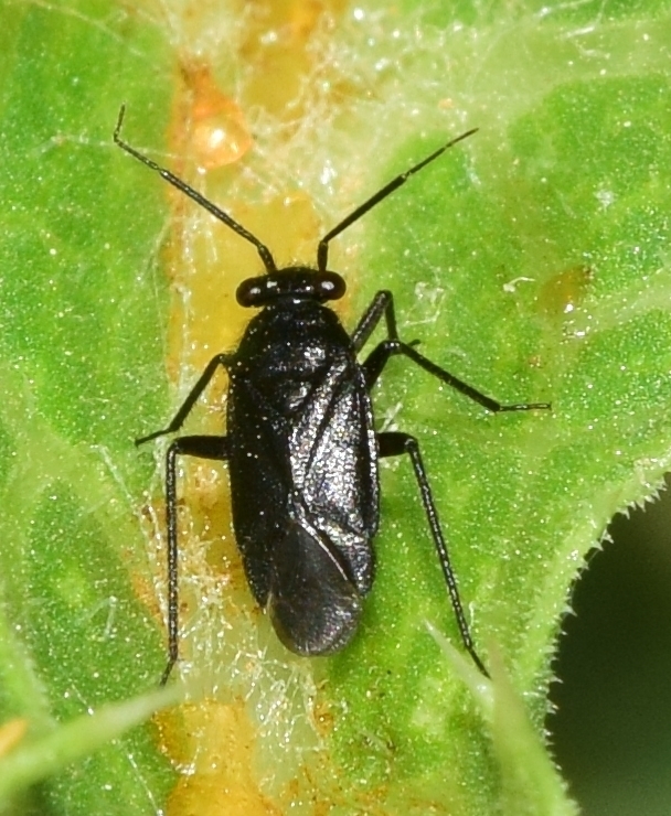 Orthocephalus proserpinae