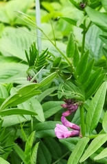 Vicia sepium