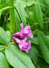 Vicia sepium