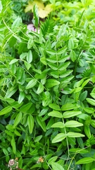 Vicia sepium