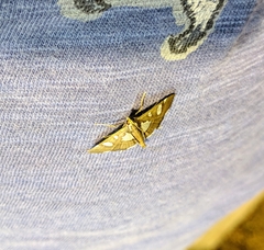 Glyphodes conclusalis