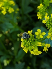 Andrena rufosignata
