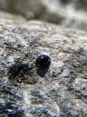 Hyperaspis bigeminata