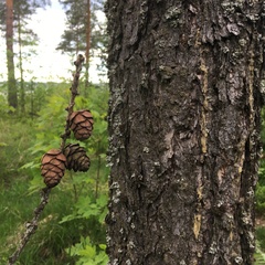 Larix