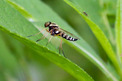 Chrysopilus ornatus