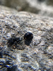 Hyperaspis bigeminata