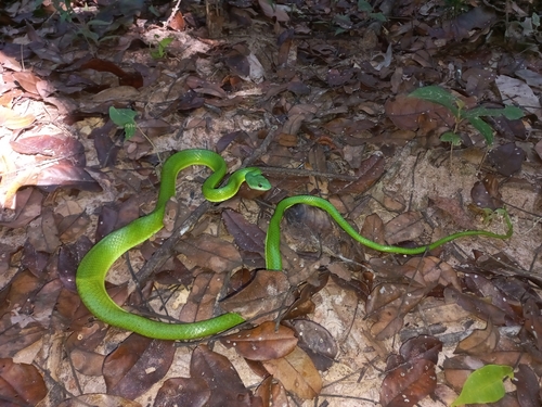 Photo of a Common Green Racer (Chlorosoma viridissimum)