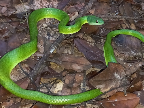 Common Green Racer