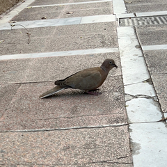 Streptopelia decaocto