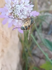 Pangonius