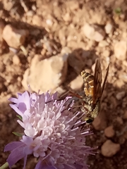 Pangonius
