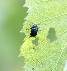 Cryptocephalus parvulus