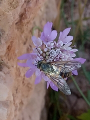 Pangonius
