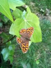 Pararge aegeria