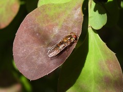 Episyrphus balteatus
