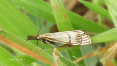 Chrysocrambus dentuellus