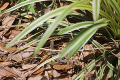 Aspidoscelis sexlineatus