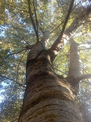 Populus × canescens