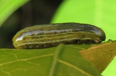 Calotheca