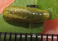 Calotheca