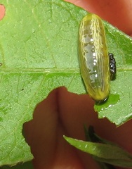 Calotheca