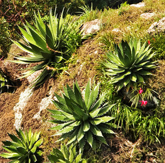Agave horrida horrida