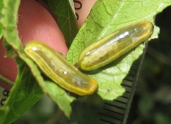 Calotheca