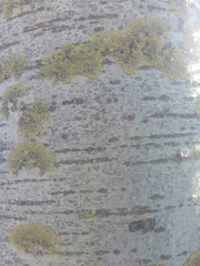Populus × canescens