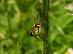 Ichneumonoidea