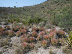 Agave striata striata