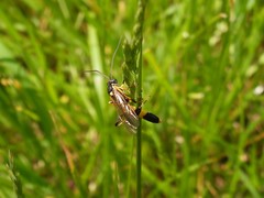 Ichneumonoidea