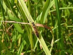 Ichneumonoidea