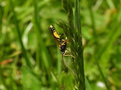 Ichneumonoidea