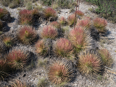 Agave striata striata