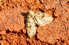 Palpita aenescentalis