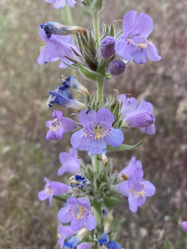 Penstemon eriantherus var. whitedii