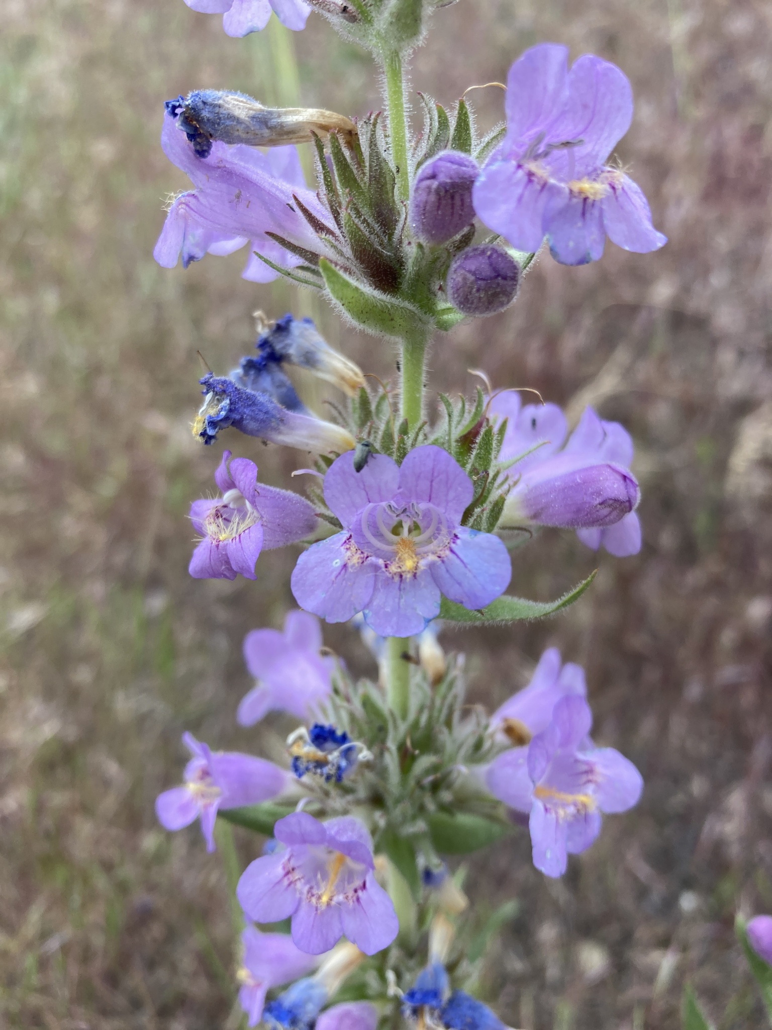 Penstemon eriantherus var. whitedii