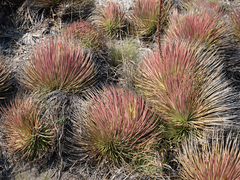 Agave striata striata