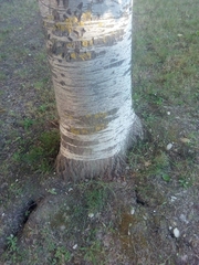 Populus × canescens